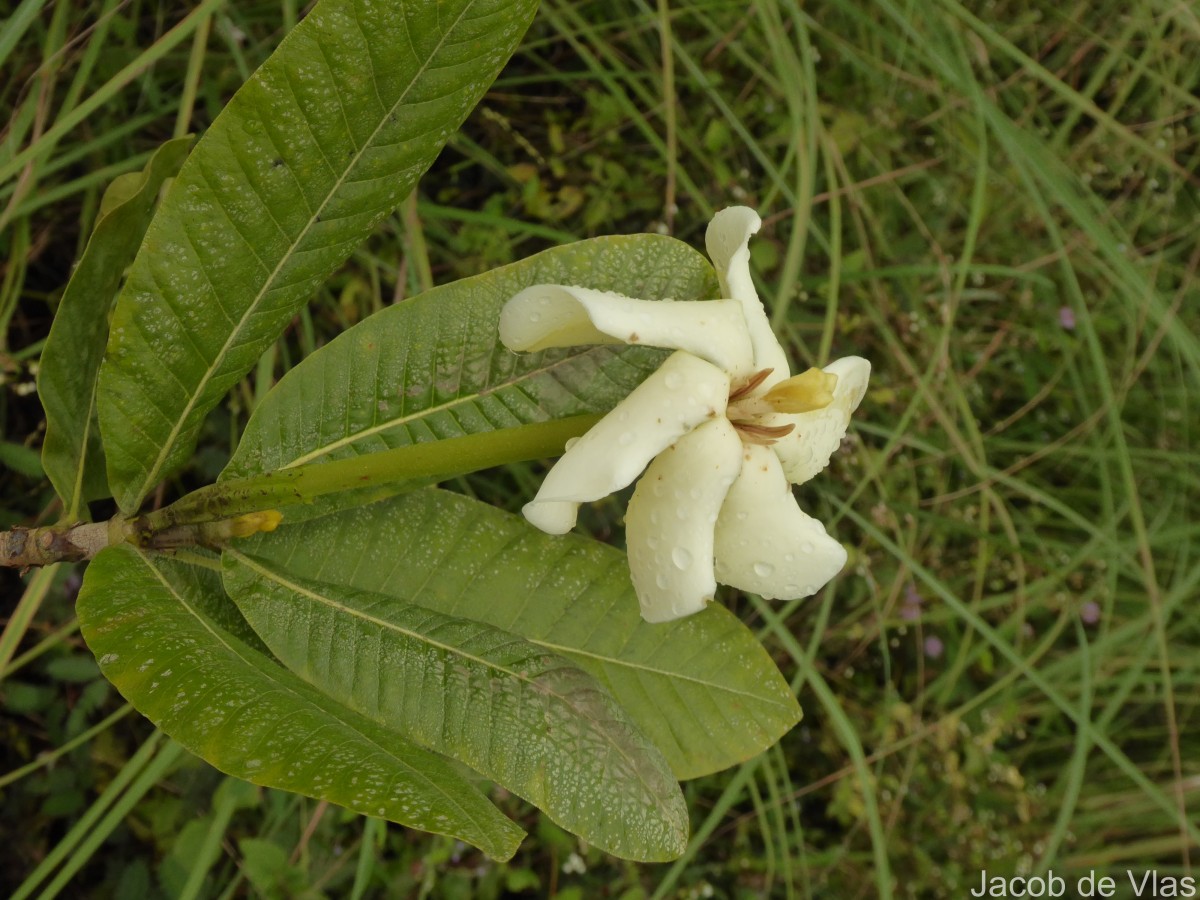 Gardenia fosbergii Tirveng.
